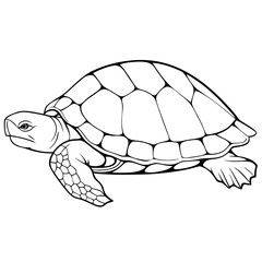 turtle