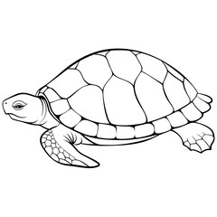 turtle