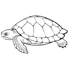 turtle