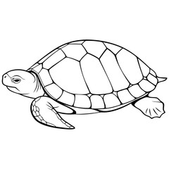turtle