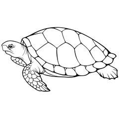 turtle