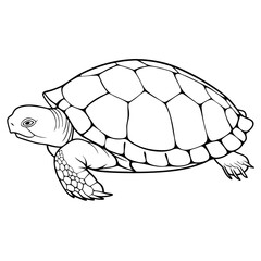 turtle