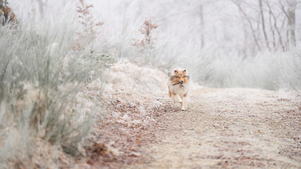 Rough Collie sable white britisch in vereister Landschaft Winter Schnee Var. 31
