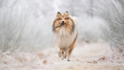 Rough Collie sable white britisch in vereister Landschaft Winter Schnee Var. 33