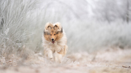 Rough Collie sable white britisch in vereister Landschaft Winter Schnee Var. 29