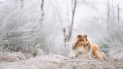 Rough Collie sable white britisch in vereister Landschaft Winter Schnee Var. 28