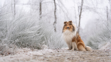 Rough Collie sable white britisch in vereister Landschaft Winter Schnee Var. 24