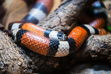 Close up of a Milk Snake