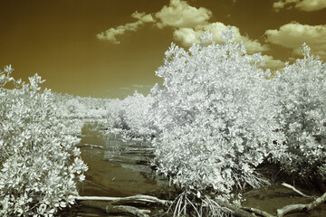 An infrared photograph depicts a serene mangrove swamp, with a dark brown sky and muddy water