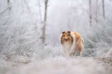 Rough Collie sable white britisch in vereister Landschaft Winter Schnee Var. 20