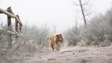 Rough Collie sable white britisch in vereister Landschaft Winter Schnee Var. 15