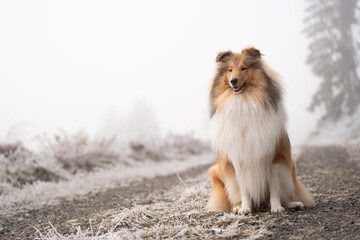 Rough Collie sable white britisch in vereister Landschaft Winter Schnee Var. 12