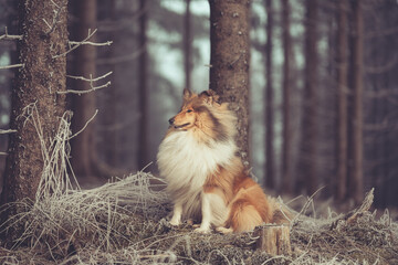 Rough Collie sable white britisch in vereister Landschaft Winter Schnee Var. 9