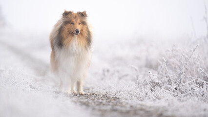 Rough Collie sable white britisch in vereister Landschaft Winter Schnee Var. 8