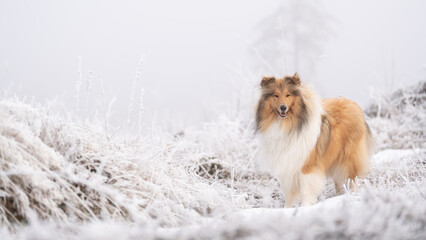 Rough Collie sable white britisch in vereister Landschaft Winter Schnee Var. 7