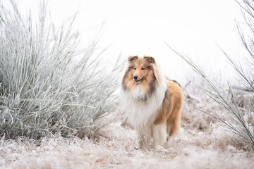 Rough Collie sable white britisch in vereister Landschaft Winter Schnee Var. 5