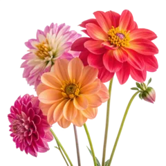Fototapete pink gerber flowers © Md Hussain