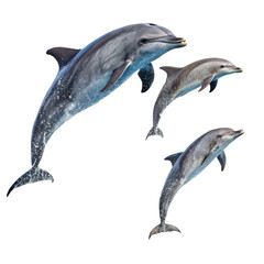 Fototapeta premium dolphin isolated on white background