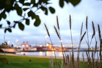 Serene Waterfront Scene with Wheat Stalks and Evening Lights