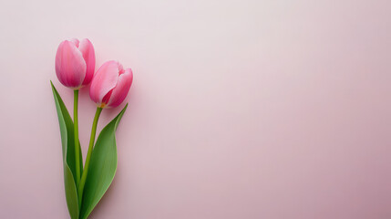 Fresh pink tulips with green leaves on soft pink background, perfect for spring