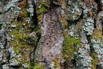 Moss on the bark of an old tree closeup. Rough prints of tree bark.