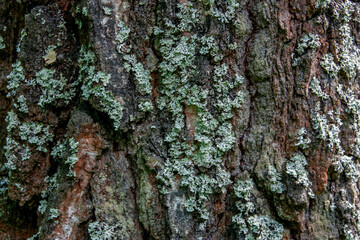 Moss on the bark of an old tree closeup. Rough prints of tree bark.