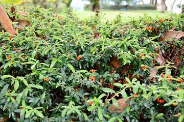 Green leafy bush. High quality photo