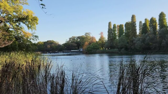 Inokashira pond in early autumn in Tokyo, Japan