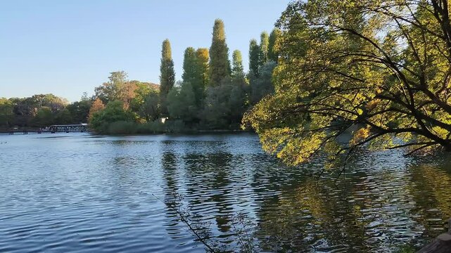 Tilted tree in Inokashira pond during early autumn in Tokyo, Japan