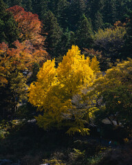 Fototapeta premium Colourful trees by the river, during the peak of the autumn season in the mountains of Japan