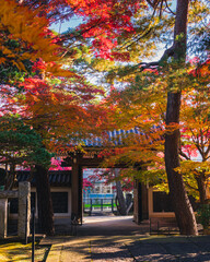 Japanese Buddhist temple during the autumn season, surounded by autumn colourful trees 