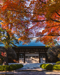 Japanese Buddhist temple during the autumn season, surounded by autumn colourful trees 