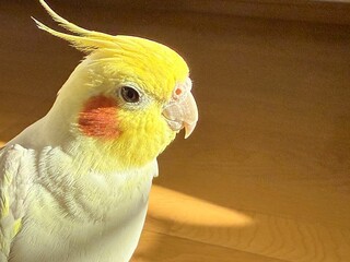 光を浴びてかっこいいオカメインコ