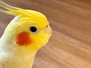 オカメインコの横顔