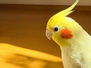 オカメインコ