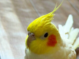 謝るオカメインコ