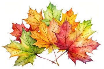 Fototapeta premium Watercolor Maple Leaves Isolated on White Background - Autumn Fall Foliage