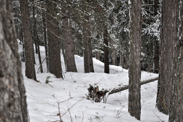 Beautiful background on a Christmas theme with snowdrifts, snowfall and a blurred background. Snow, forest, trees