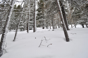 Beautiful background on a Christmas theme with snowdrifts, snowfall and a blurred background. Snow, forest, trees
