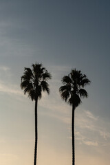 palm trees at sunset