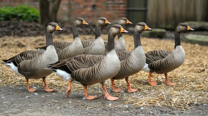 Obraz premium Eight greylag geese walking in a row on a farm.