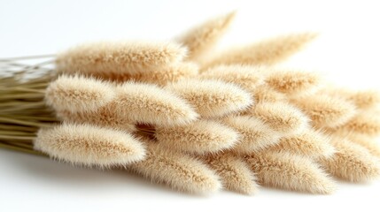 Bunch of fluffy beige bunny tails grass.