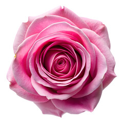 top view pink rose isolated on transparent background