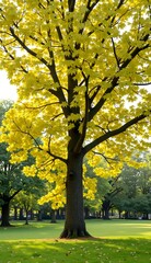 Fototapeta premium ginkgo tree in the park
