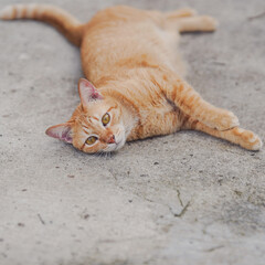 A relaxed orange cat lounging on a concrete surface, showcasing its playful demeanor and vibrant fur.
