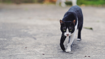 A black and white cat walking confidently on a concrete surface, showcasing its striking fur pattern and curious demeanor.