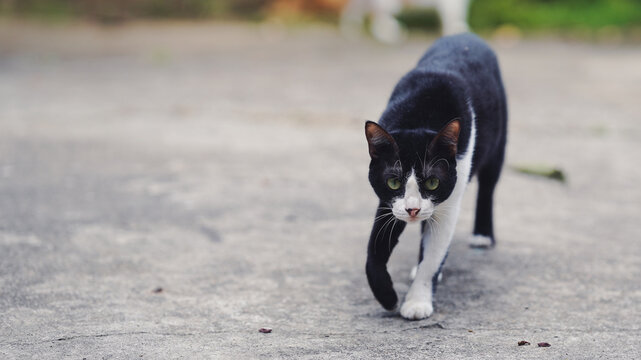 A black and white cat walking confidently on a concrete surface, showcasing its striking fur pattern and curious demeanor.