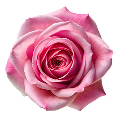 top view pink rose isolated on transparent background