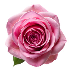top view pink rose isolated on transparent background