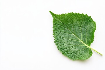 Fototapeta premium Single green leaf on white background. (1)